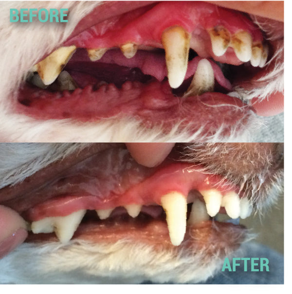 ProDen DentalCare® Dental Bites