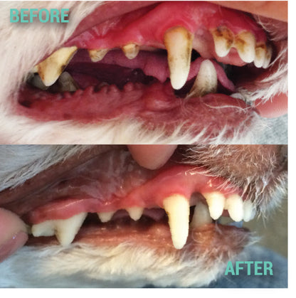 ProDen DentalCare® Dental Bites